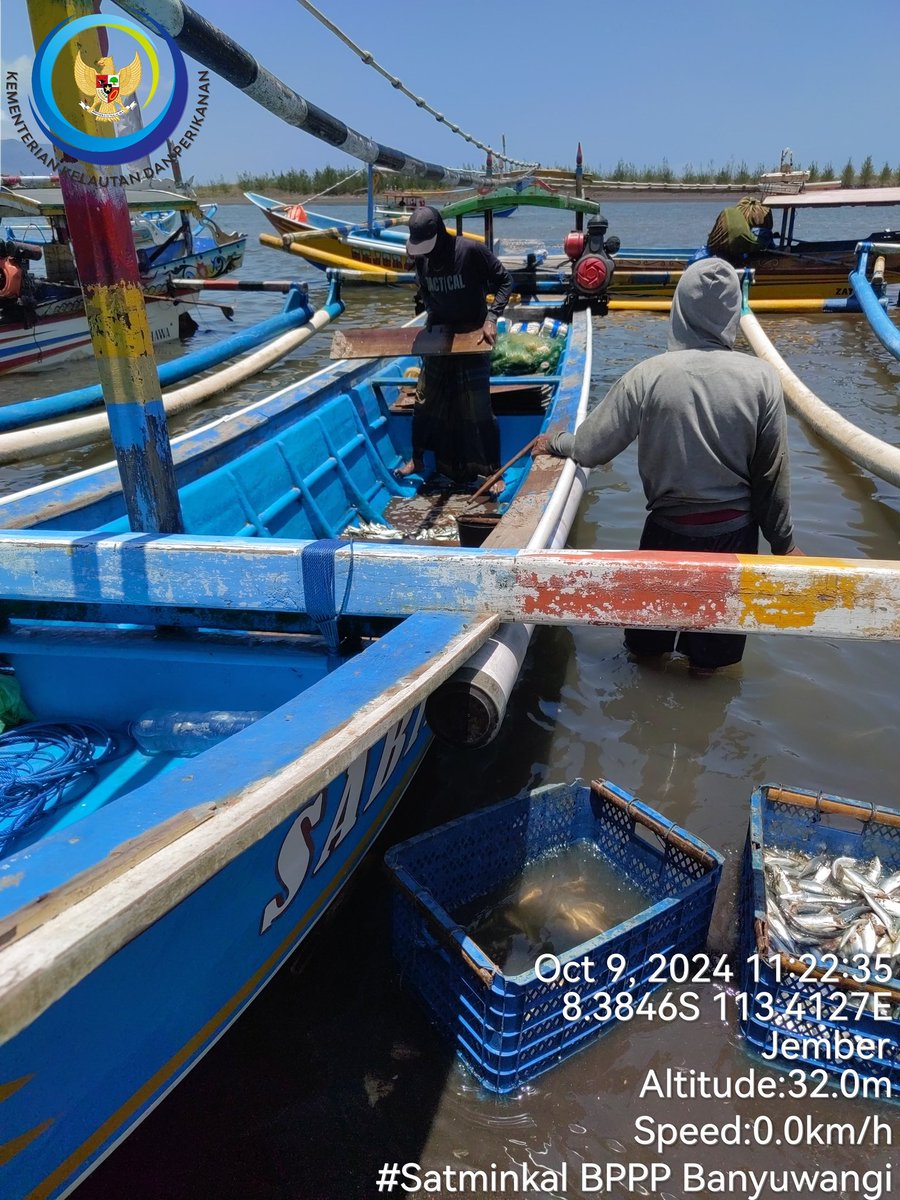 patria_ibi's tweet photo. Rabu(09/10), Ibi Patria, S.Pi, Luhkan Kab. Jember,  di KUB Bintang Jaya II Ds Mojomulyo, melaporkan tangkapan an. Wagino, Ikan Lemuru sebanyak 362 kg, Jaring Insang Hanyut,   harga Jual 5000/kg  #GiatLuhkanSatminkalBwi #Jember #Tangkap https://t.co/fIPdLEenZ9