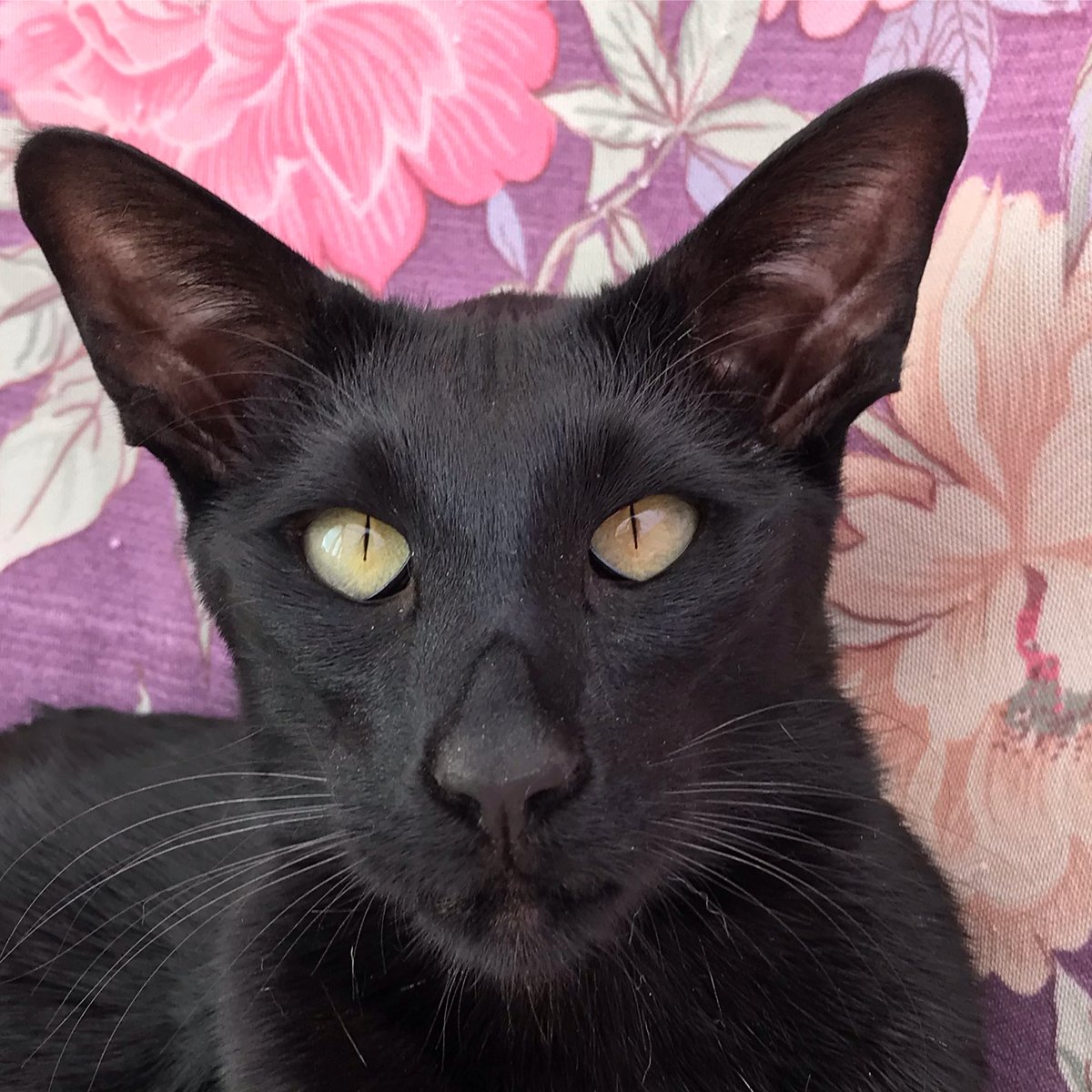 PsycheKick's tweet image. I'm only a bit dusty 'cos I've been looking for spiders! #scampyboy #blackcat #oriental #siamese