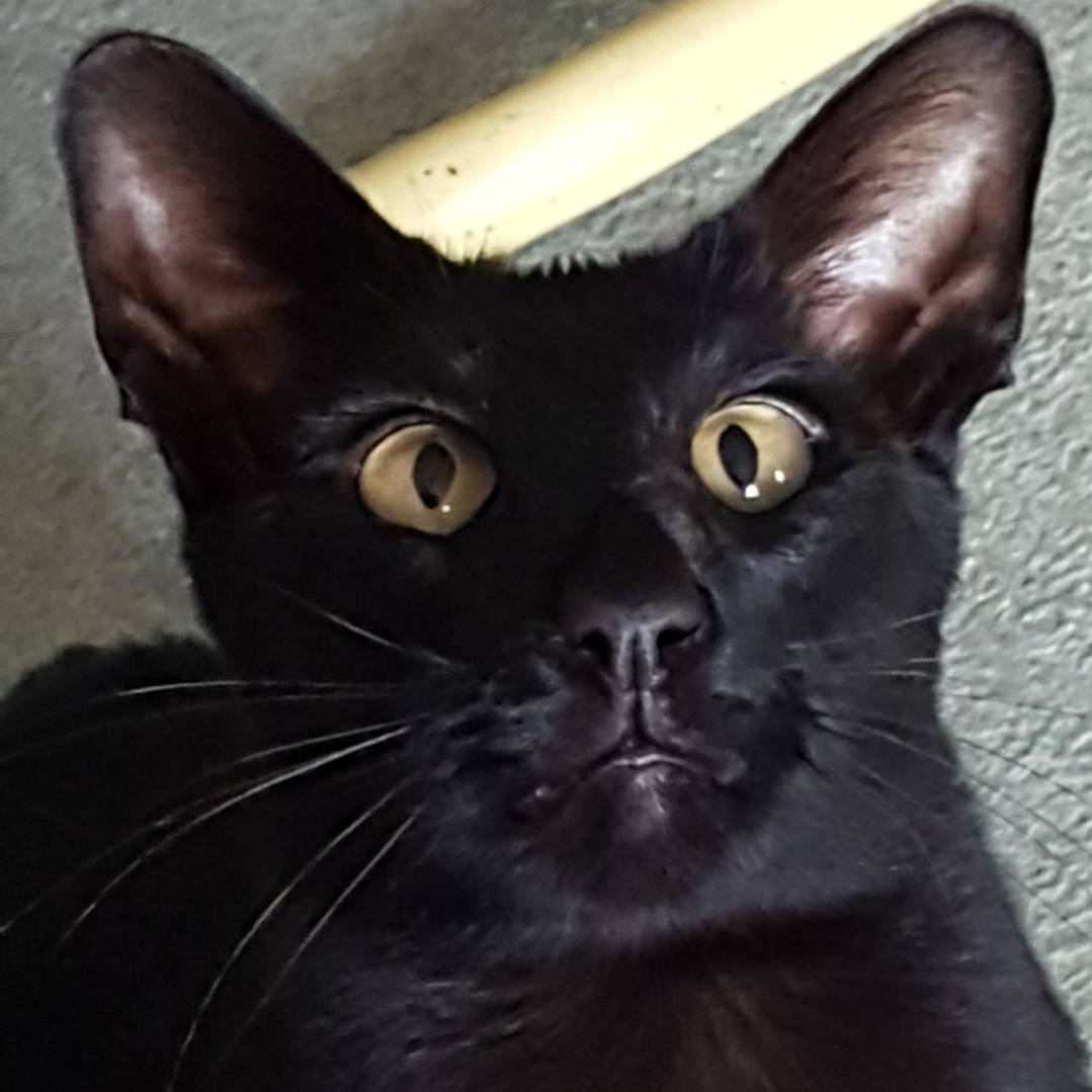 PsycheKick's tweet image. When I was very young! #blackcats #siamese #orientalcats