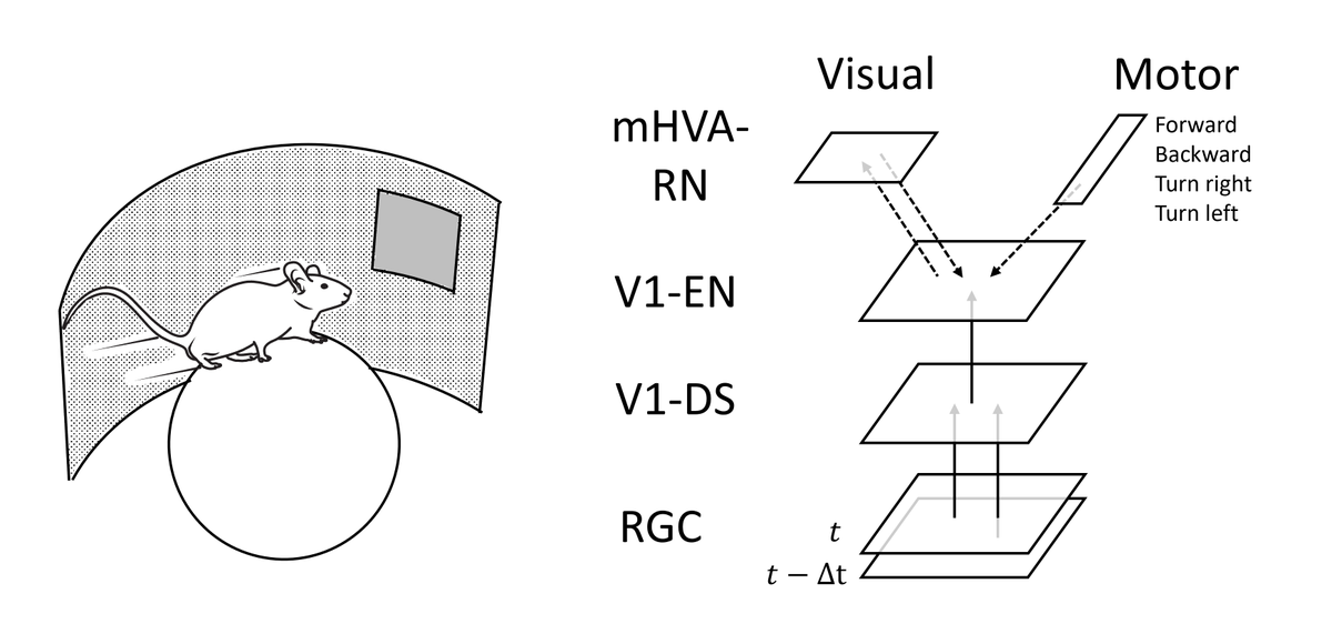 Matthias Brucklacher (@mattbrucklacher) on Twitter photo Our new paper on how the brain may disentangle true external motion (such as by an approaching animal) from apparent motion (such as when turning your head) is out!
sciencedirect.com/science/articl…
<a href="/GiovanniPezzulo/">Giovanni Pezzulo</a> <a href="/SILS_UvA/">SILS</a> <a href="/CogSysNeuroSci/">CSN lab UvA</a> Our new paper on how the brain may disentangle true external motion (such as by an approaching animal) from apparent motion (such as when turning your head) is out!
sciencedirect.com/science/articl…
<a href="/GiovanniPezzulo/">Giovanni Pezzulo</a> <a href="/SILS_UvA/">SILS</a> <a href="/CogSysNeuroSci/">CSN lab UvA</a>