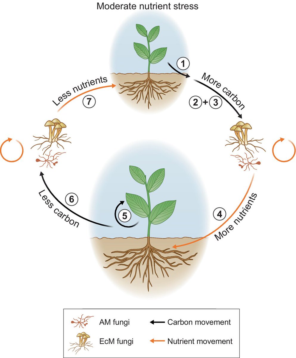 Alistair Hetherington (@np_eic) on Twitter photo Thoroughly enjoyed an excellent Tansley review focusing on the transfer of carbon to mycorrhizal fungi, by Rebecca Bunn and colleagues:
nph.onlinelibrary.wiley.com/doi/10.1111/np… Thoroughly enjoyed an excellent Tansley review focusing on the transfer of carbon to mycorrhizal fungi, by Rebecca Bunn and colleagues:
nph.onlinelibrary.wiley.com/doi/10.1111/np…