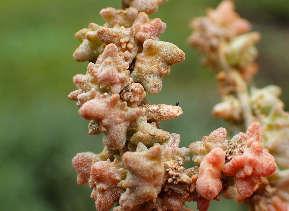 Hi @vc28wildlife, <a href="/vc30moths/">Andy Banthorpe</a> &amp; <a href="/mrshentz/">David Shenton</a>, any thoughts on these Coleophora cases on sea purslane please? I believe that some species can't be distinguished from their cases, but some can? Some are clearly trivalved, but some aren't. Thanks! #teammoth <a href="/DoubleKidney/">Charles Fletcher</a>