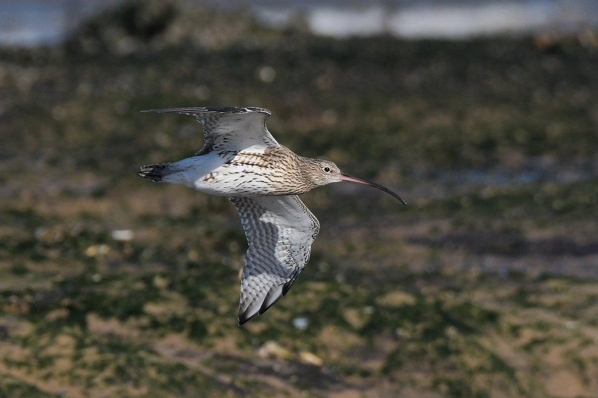 Curlew, RSPB Titchwell