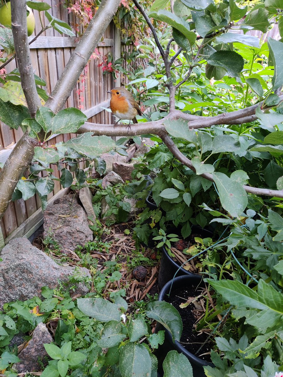 Nosy - and apparently very brave -  neighbour