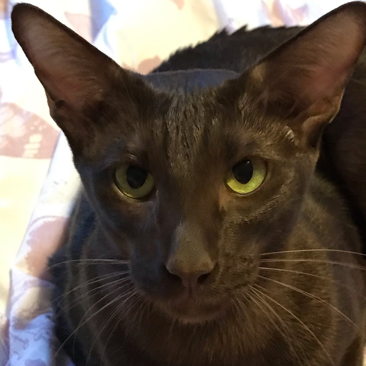 PsycheKick's tweet image. Look into my eyes. Feed me tuna. NOW. #oriental  #siamese #tuna