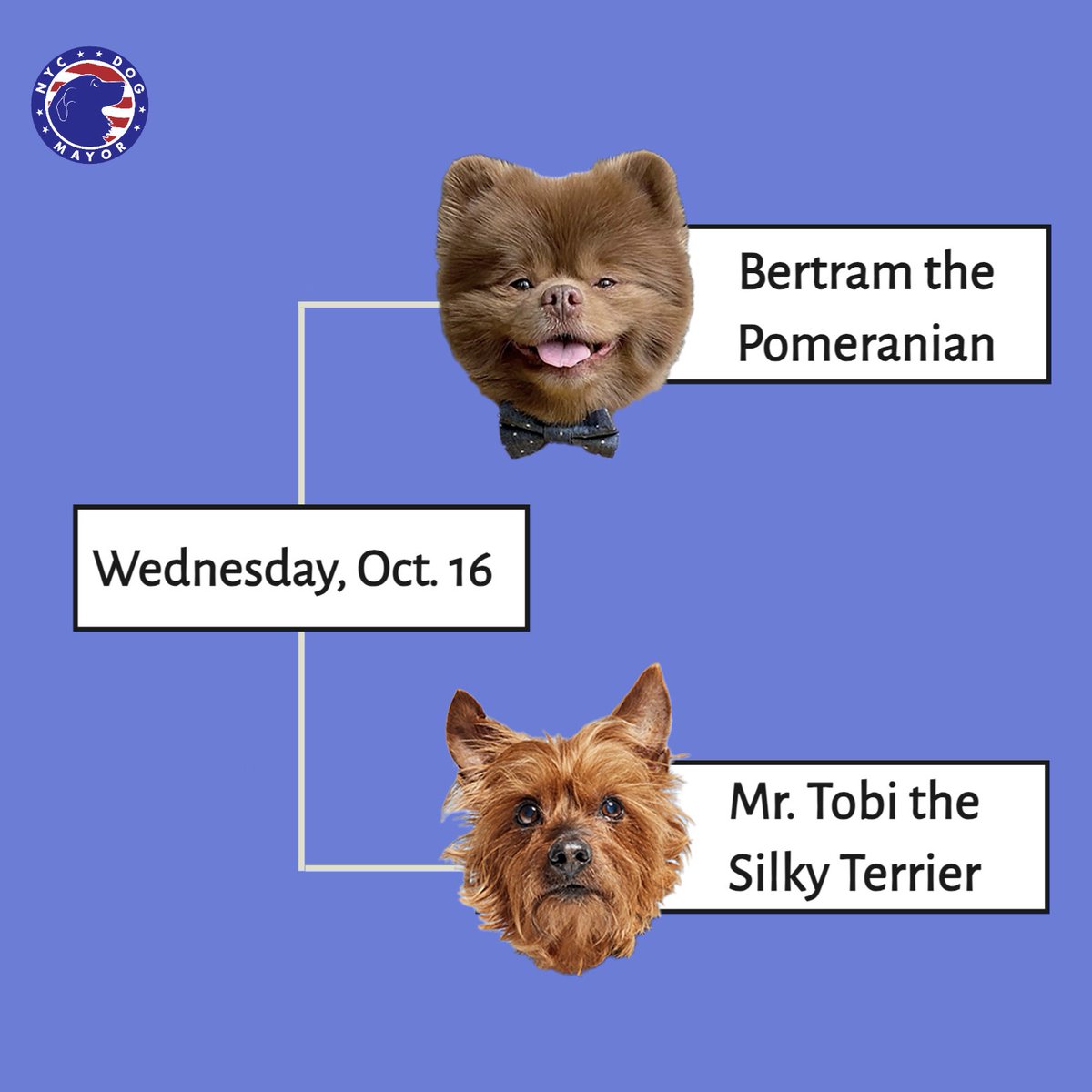 Bark your calendars! The next voting round for Honorary NYC Dog Mayor is next Weds 10/16— Bertie the Pomeranian vs. Tobi the Silky Terrier!

Voting is every Weds from midnight to midnight, through a poll in our IG stories and polls in our FB group and on our website! #Dogmayornyc