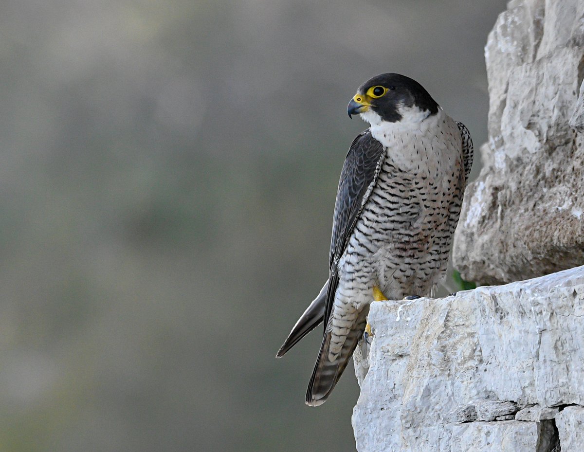 A man who was convicted of possessing and selling wild Peregrine chicks for significant sums of money must now pay more that £27,000 in a Proceeds of Crime confiscation action. (1/6) copfs.gov.uk/about-copfs/ne…