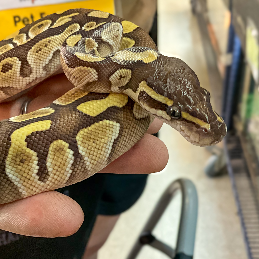 thatpetplace's tweet image. 🐍✨ Ball Pythons are gentle, easygoing snakes that are known for their calm nature and manageable size, making them great for beginners and experienced keepers alike.
They come in stunning patterns and wide variety of color morphs. 😍
#BallPythons #PetPython #ThatPetPlace