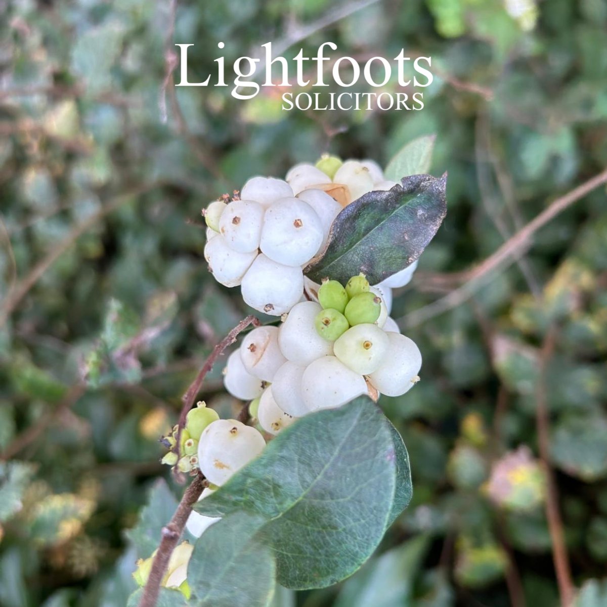 Lightfoots Solicitors tweet media