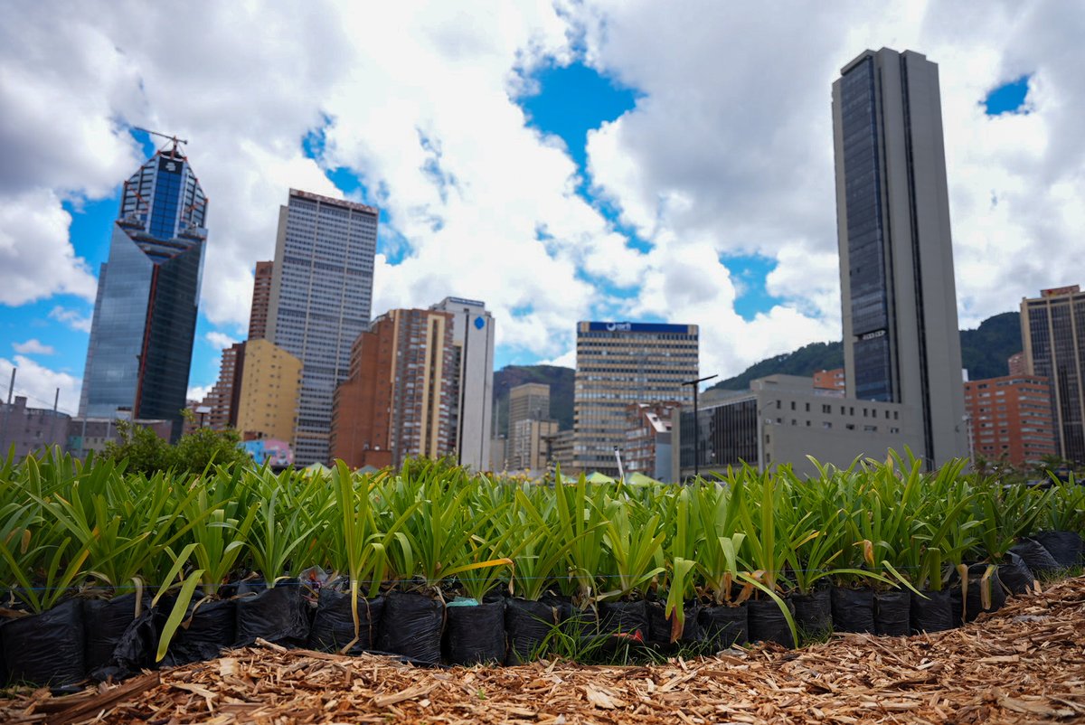 RenoBo_Bogota's tweet photo. ¡Nuestro #JardínEstaciónCentral está tomando gran relevancia con la comunidad del sector!

Esta semana ha sido el espacio para el disfrute de la vida en la ciudad, desde diferentes perspectivas.

Te contamos más en este hilo 👇 https://t.co/guWZlHBhHq