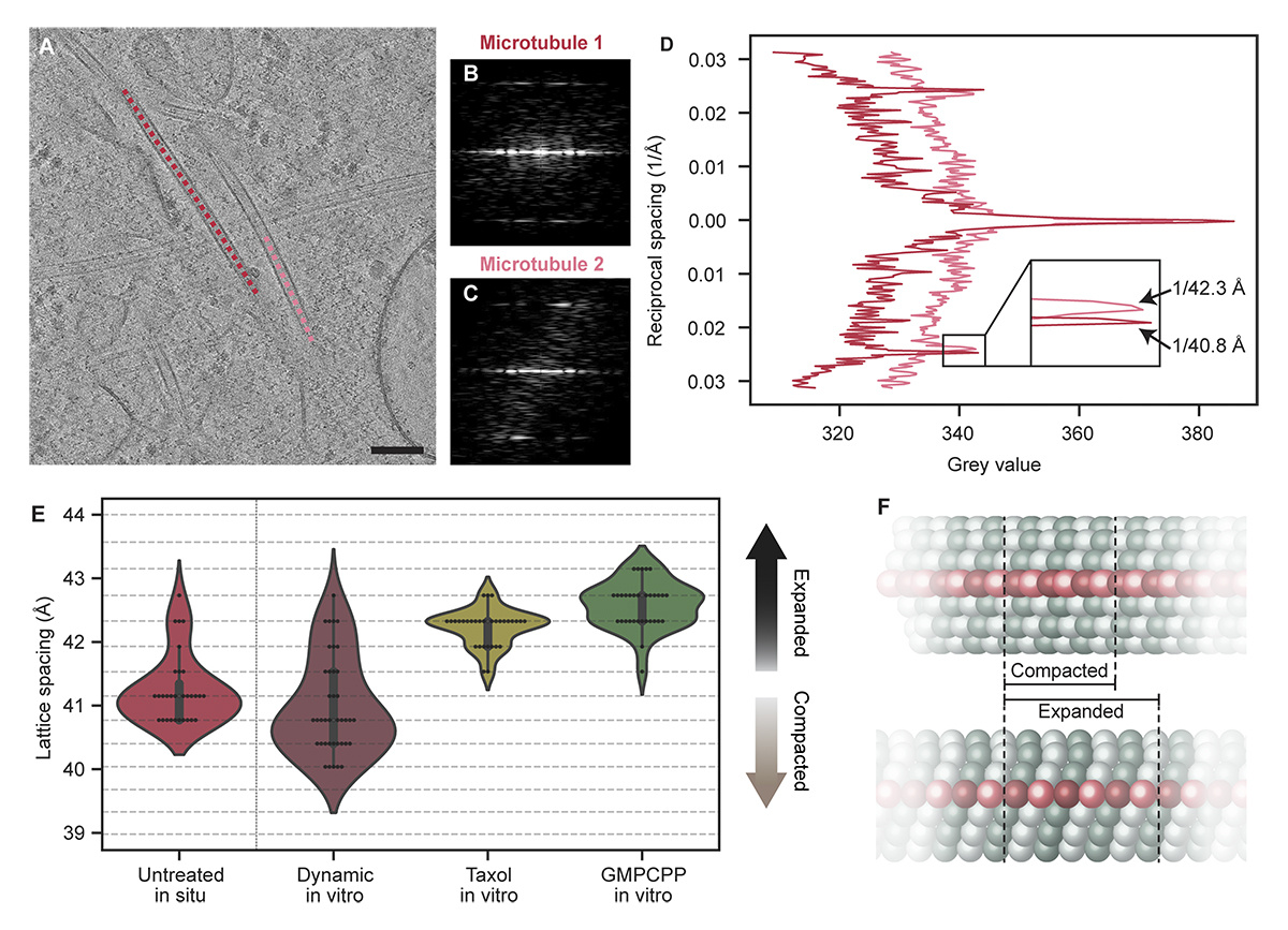 Journal of Cell Biology (@jcellbiol) on Twitter photo .<a href="/JagerLeanne/">Leanne de Jager</a>, <a href="/psirez/">Stuart Howes</a> et al. @Bijvoet_Centre show that compacted and expanded microtubule lattice spacings coexist within cells and that #microtubules recognized by a marker for stable microtubules are predominantly expanded. hubs.la/Q02SXVbD0 .<a href="/JagerLeanne/">Leanne de Jager</a>, <a href="/psirez/">Stuart Howes</a> et al. @Bijvoet_Centre show that compacted and expanded microtubule lattice spacings coexist within cells and that #microtubules recognized by a marker for stable microtubules are predominantly expanded. hubs.la/Q02SXVbD0
