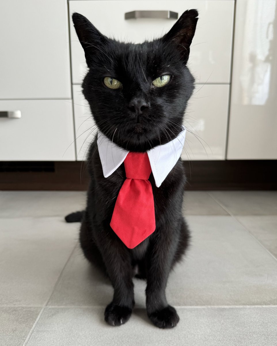 PepitoTheCat's tweet image. #NewProfilePic