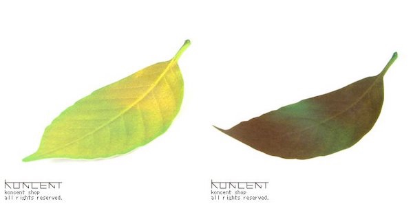 i_______DESIGN's tweet image. 数値ではなく四季のような色の移ろいで感覚的に温度を感じられる、葉っぱの温度計。
Leaf(リーフ)　|　h concept(アッシュコンセプト), 熊谷 英之　|　328r