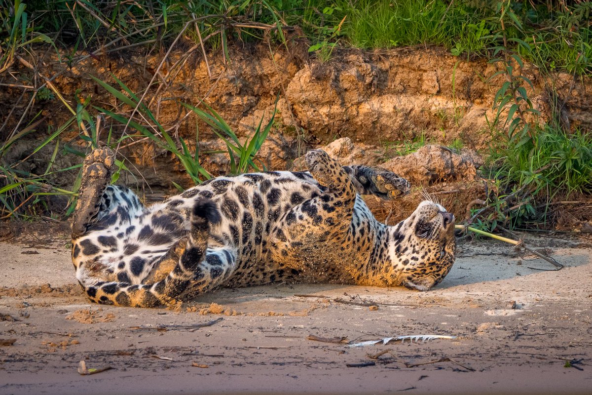 Miss Pixana in flirt mode. We spent an amazing afternoon watching Pixana and Bernard mating on a beach that was within sight of our flotel. This was her way of letting him know she was ready for another round