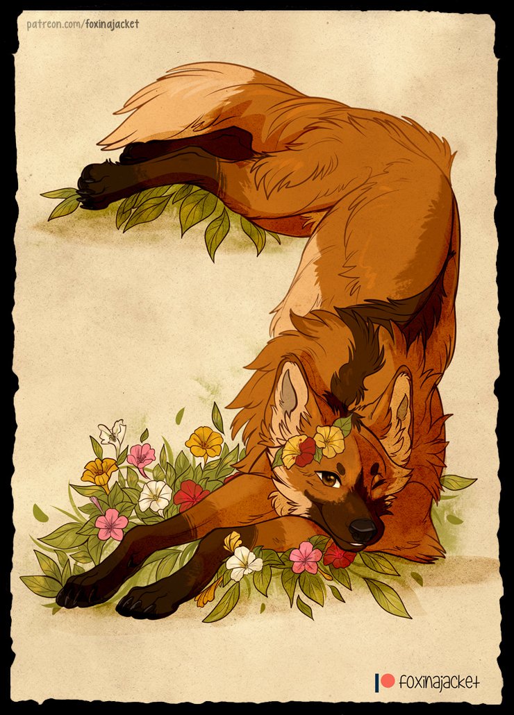 foxinajacket's tweet photo. 🌸 Maned Wolf &amp; Mirabilis Jalapa 🌸 https://t.co/gwxGrLxV4Z