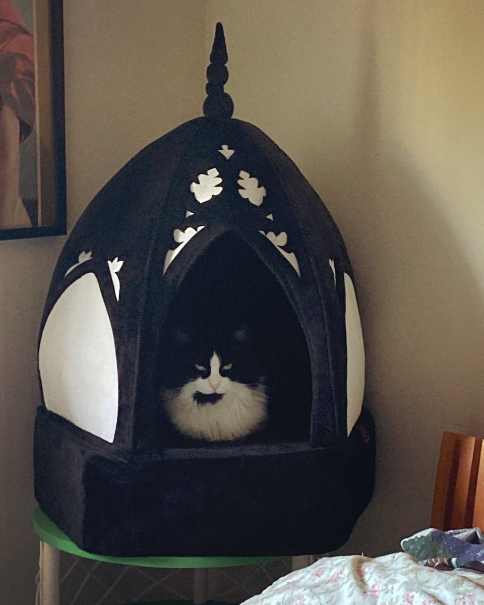 Like me, my cat prefers Gothic architecture… #juliana @livelyghosts #gothiccatbed