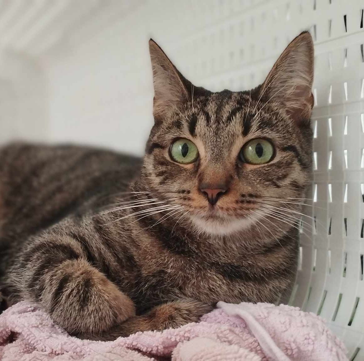 Przepraszam Cię Agafiu...

Pewnych rzeczy nie przeskocze, proszę o pomoc dla Ciebie, ale zasięgi są tak słabe, że zbiórka ani drgnie 😓

Nie wiem jak pomóc Cię uratować 😟😟😓

pomagam.pl/ocalagafie