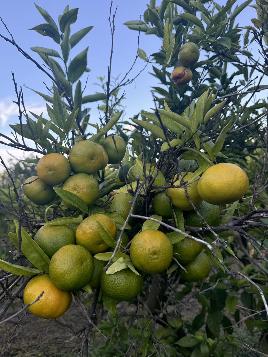 Bona tarda 😊

Ja queda menys!  poc a poc trencant de color i en pocs dies els podrem anunciar el dia q surtirán a la venda les nostres mandarines i quan serà el repartiment 😉 🍊