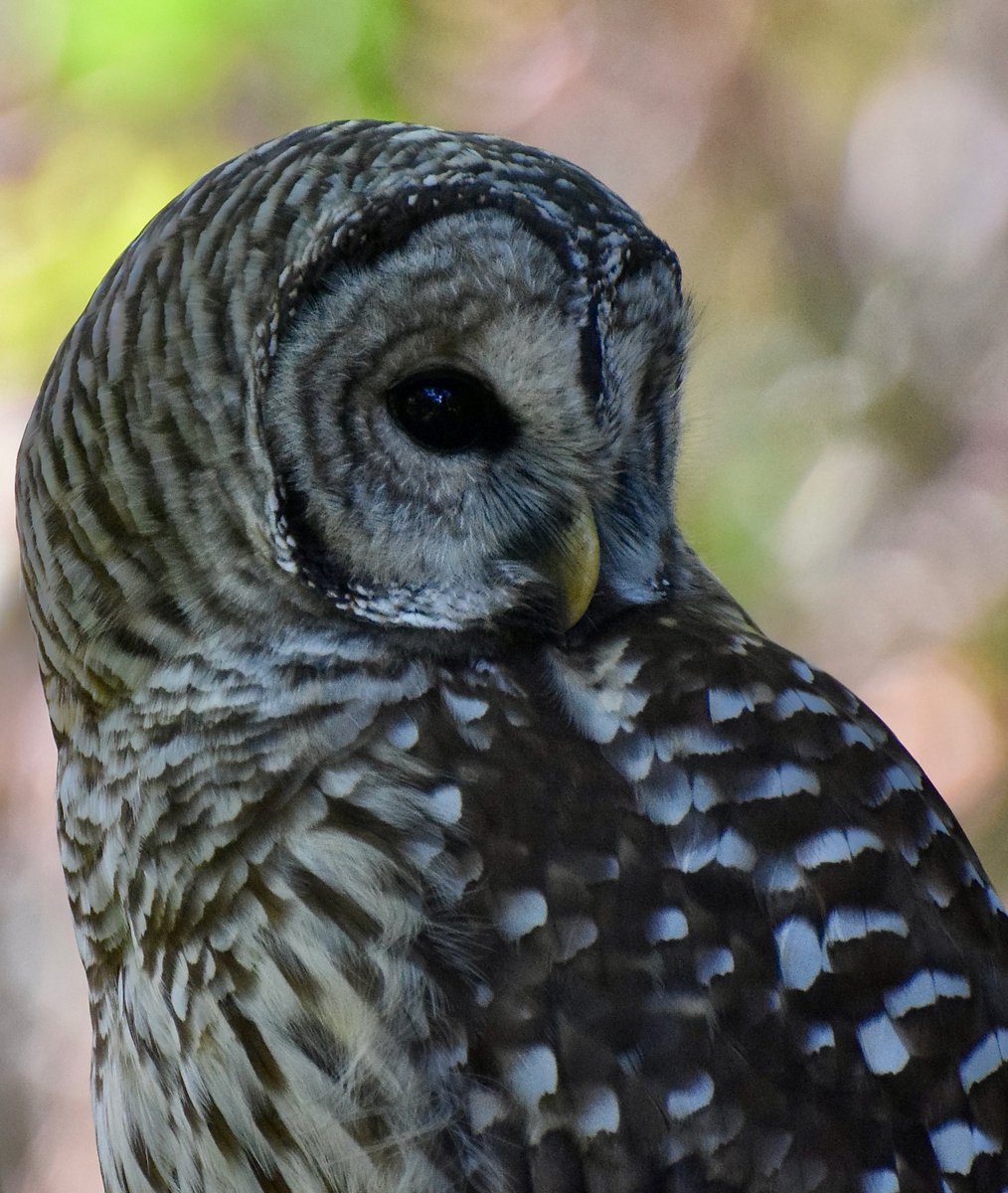 An Enchanting Moment  in the Forest! This Barred #Owl swooped &amp; flew by our faces as we walked along the trail &amp; landed on a tree in the forest.  We followed &amp; we stood &amp; looked at each for a bit &amp; then left him to enjoy the beautiful day.  #birds #birding #wildlifephotography