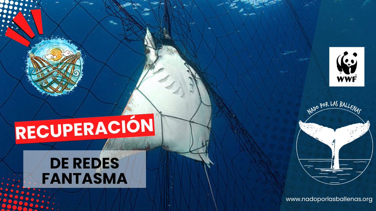 nadoXballenas's tweet photo. 🤿 Recuperación de redes fantasma. 

Retiro de redes abandonadas en el mar, protegiendo la vida marina y limpiando los hábitats oceánicos.

👉 Ver video completo en https://t.co/uSLipk8dlK

#NadoPorLasBallenas #redesfantasma #bahiadebanderas #redesdepesca #ULTIMAHORA https://t.co/tNpiF2h2Et