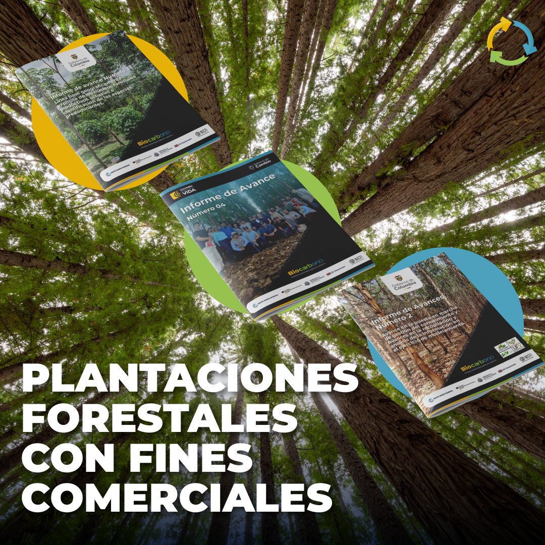 🌱 ¡Descubre el impacto de las plantaciones forestales sostenibles en la Orinoquia! 🌳 Conoce nuestras publicaciones sobre proyectos comerciales bajos en carbono y cómo impulsan paisajes sostenibles. Léelas en biocarbono.org/forestal/ 🔗 #SostenibilidadForestal #OrinoquiaVerde