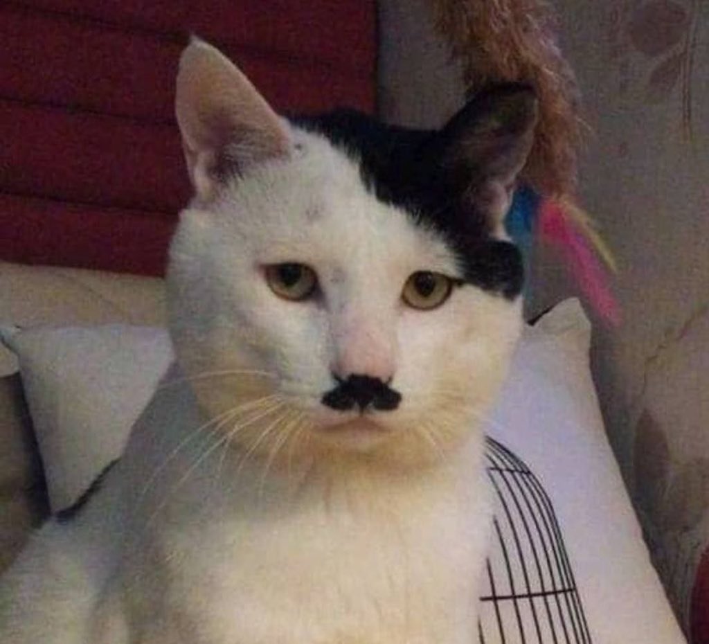 تفکراتتان بچه‌گانه است، باید به کوره بروید 
تا پخته شوید.