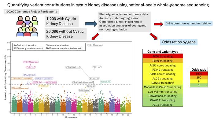 Journal of Clinical Investigation (@jclinicalinvest) on Twitter photo This comprehensive analysis of variants in cystic kidney disease leveraged 100,000 genomes! jci.org/articles/view/…
@Oalavijeh <a href="/DannyGale_1/">Prof Danny Gale</a> & team highlight the contributions to disease risk of different types of variants across the allelic spectrum. This comprehensive analysis of variants in cystic kidney disease leveraged 100,000 genomes! jci.org/articles/view/…
@Oalavijeh <a href="/DannyGale_1/">Prof Danny Gale</a> & team highlight the contributions to disease risk of different types of variants across the allelic spectrum.
