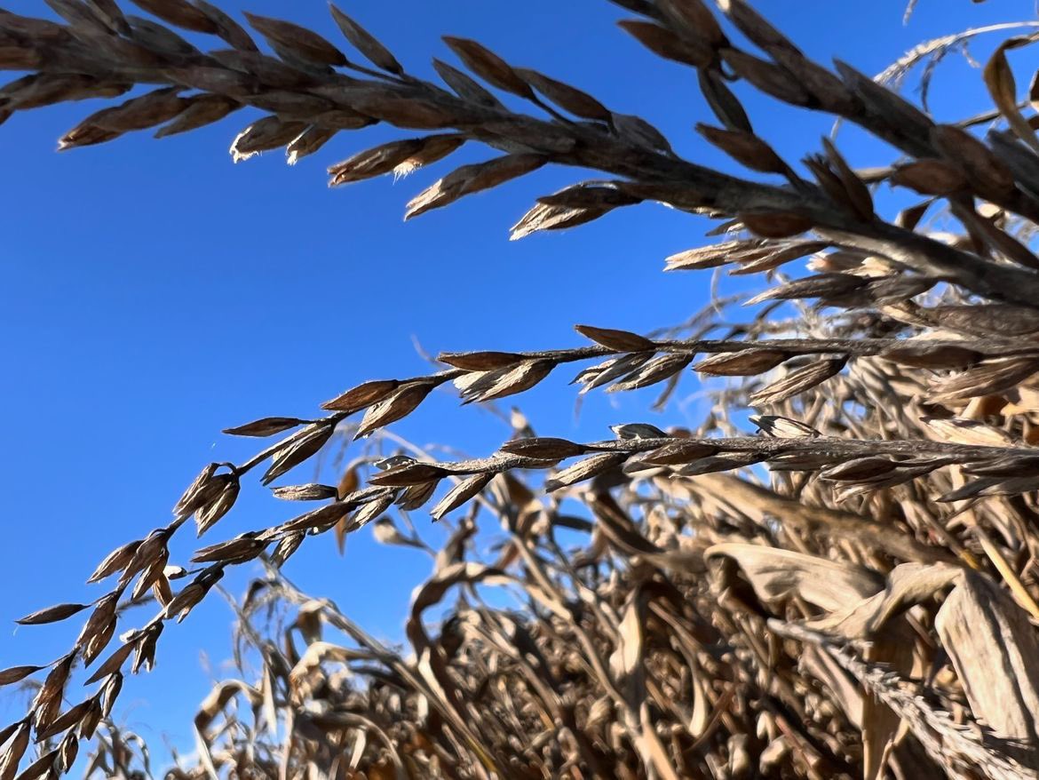 Chris C. tweet media