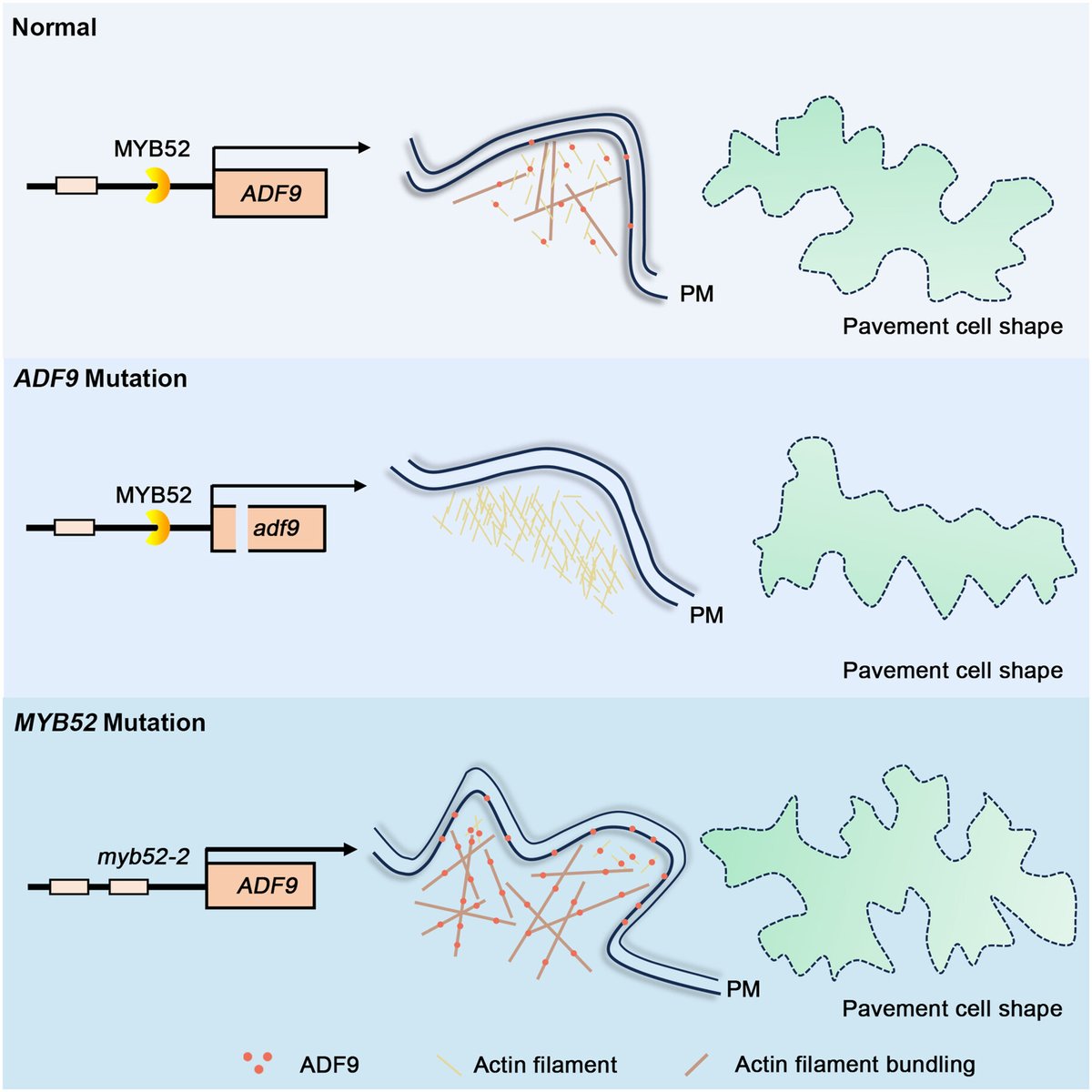 JIPBio's tweet image. All the pieces are falling into place!🧩
Qiu et al. reveal that MYB52 negatively regulates ADF9-meditated #actin filament bundling in #Arabidopsis pavement cell #morphogenesis!
doi.org/10.1111/jipb.1… @wileyplantsci #JIPB #PlantSci #PlantDevelopment #epidermis
