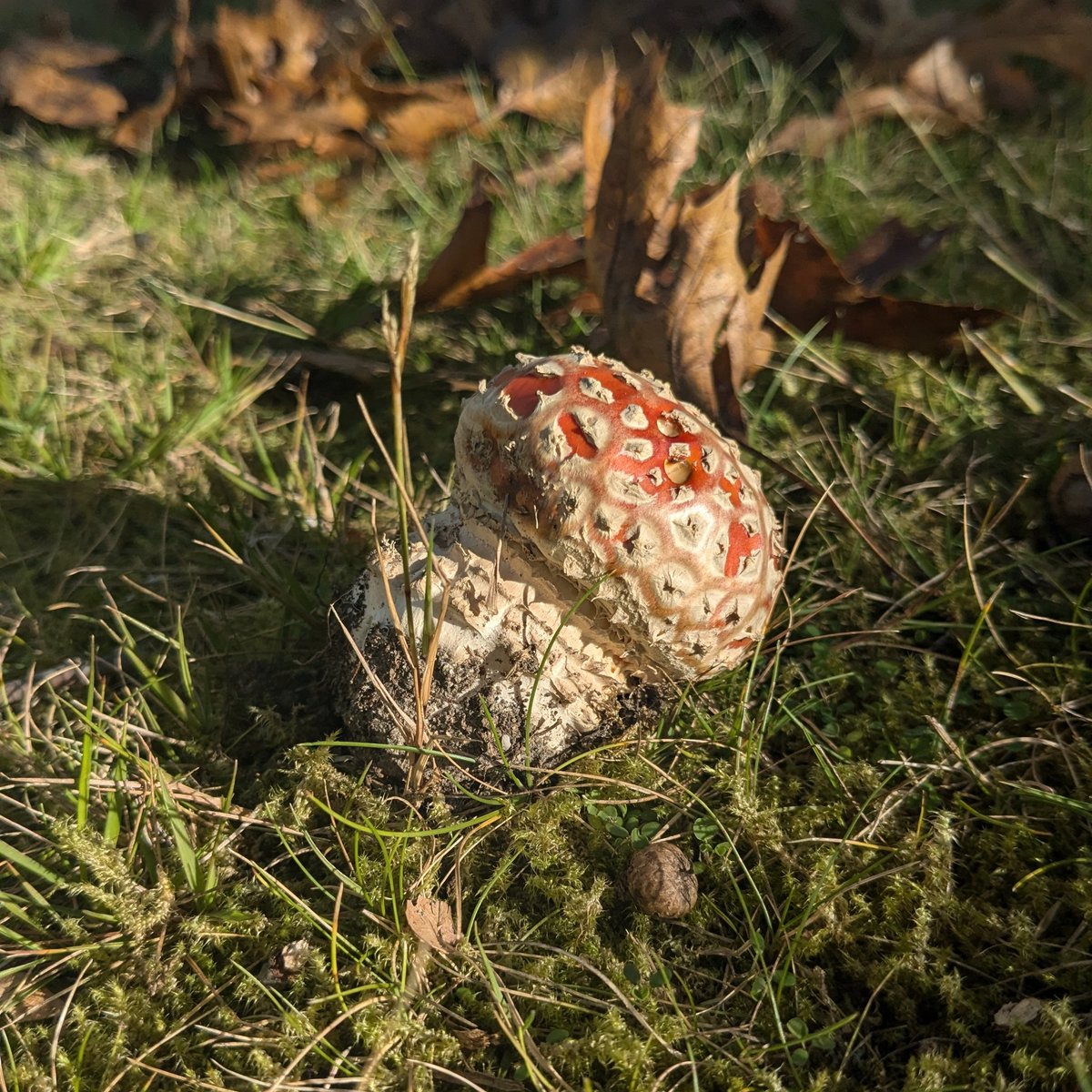 Look at this majestic dude on my work walk <a href="/annethegnome/">Gnome Anne May Perceive Me</a>