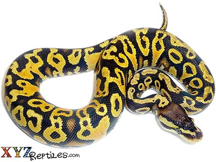 XYZReptiles's tweet image. 🐍Over 30 Ball Python Morphs $59 - $149 - mailchi.mp/xyzreptiles/hi… #XYZReptiles #BallPython #BabyBallPython #BallPythonMorph #PythonRegius #RoyalPython #Snake #SnakeLife #Pets #Reptiles #ReptileLover