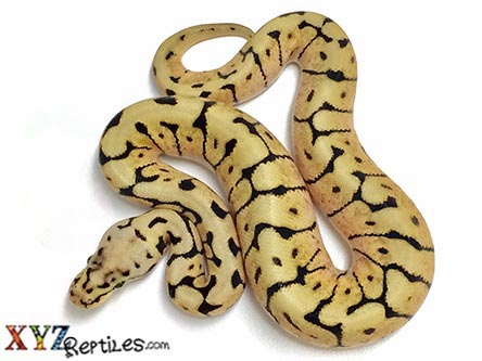 XYZReptiles's tweet image. 🐍Over 30 Ball Python Morphs $59 - $149 - mailchi.mp/xyzreptiles/hi… #XYZReptiles #BallPython #BabyBallPython #BallPythonMorph #PythonRegius #RoyalPython #Snake #SnakeLife #Pets #Reptiles #ReptileLover