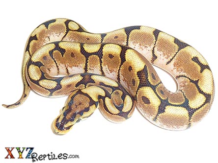 XYZReptiles's tweet image. 🐍Over 30 Ball Python Morphs $59 - $149 - mailchi.mp/xyzreptiles/hi… #XYZReptiles #BallPython #BabyBallPython #BallPythonMorph #PythonRegius #RoyalPython #Snake #SnakeLife #Pets #Reptiles #ReptileLover