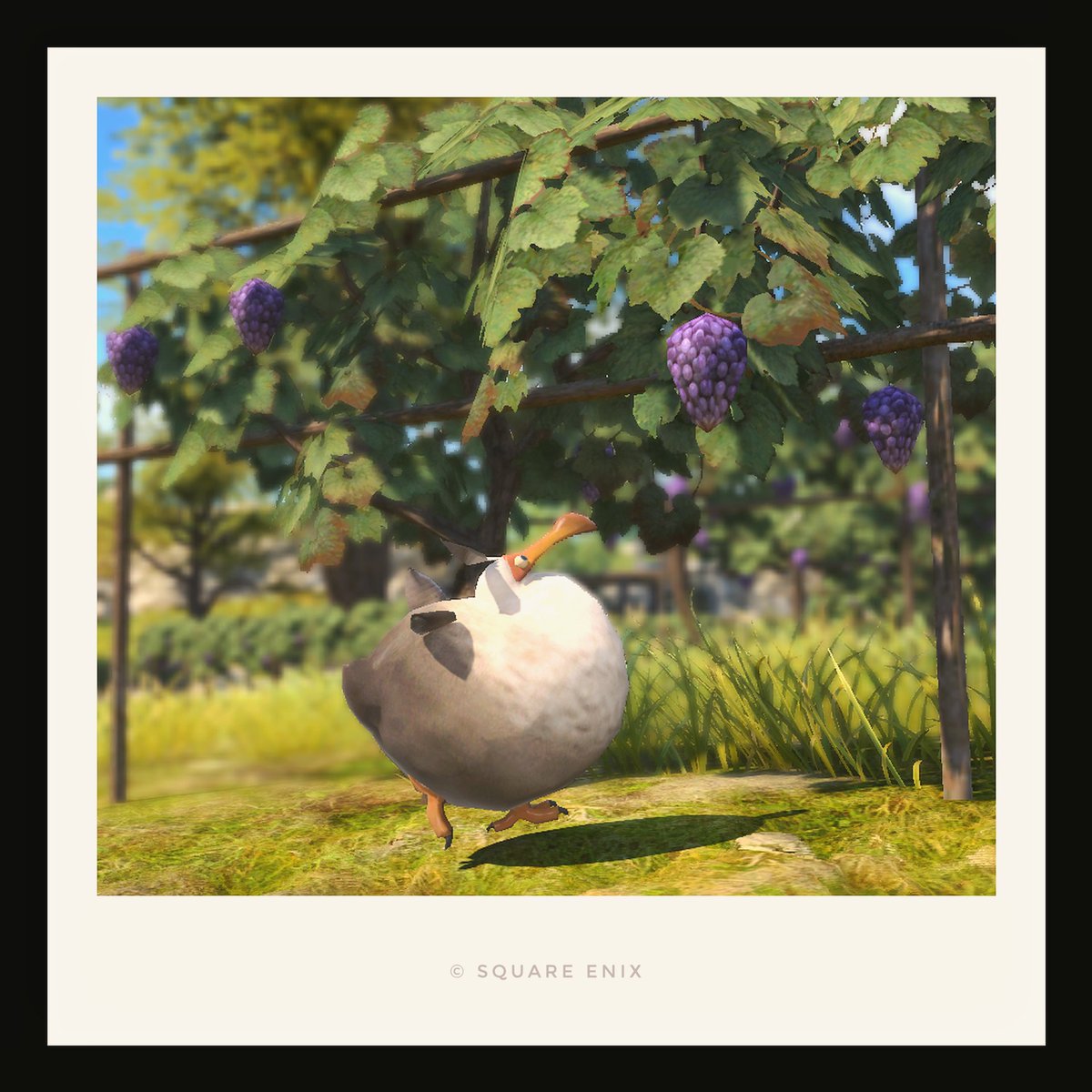 🍇🦤💨
#おはドド