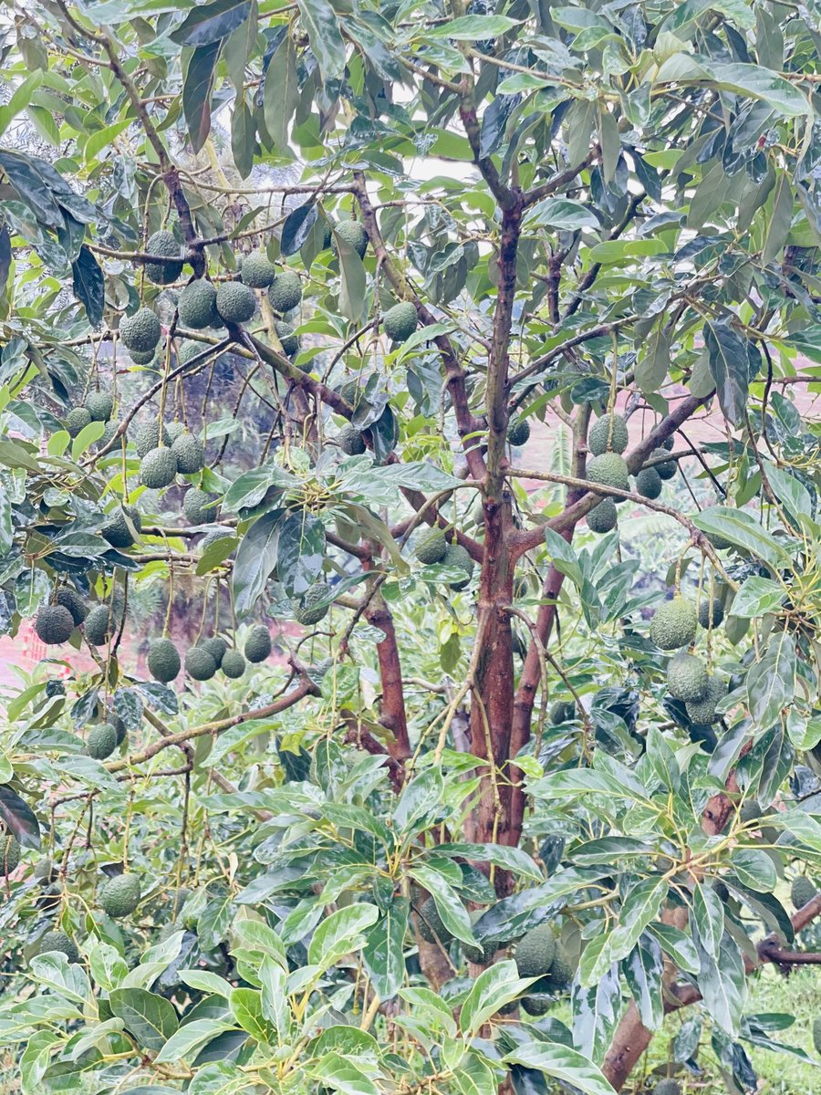 RafikiGatsinzi's tweet photo. Yesterday, I had the chance to visit one of Rwanda's largest avocado farms, by @SoukFarms the leading exporter in the country. I was truly impressed by their exceptional agronomic practices, which are significantly enhancing #avocado exports from Rwanda to the European market. https://t.co/JI1J6kokJy
