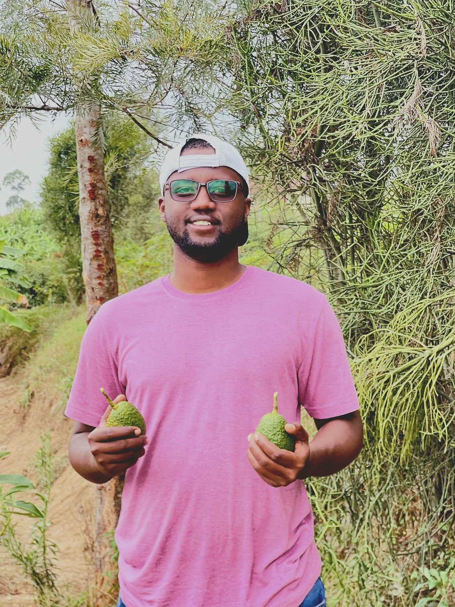 Yesterday, I had the chance to visit one of Rwanda's largest avocado farms, by <a href="/SoukFarms/">SOUK Farms</a> the leading exporter in the country. I was truly impressed by their exceptional agronomic practices, which are significantly enhancing #avocado exports from Rwanda to the European market.