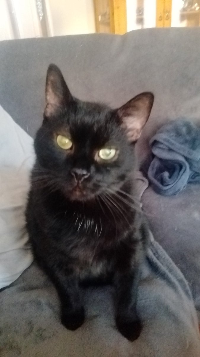 So Kuschelzeit 🐀🐁🐰 euch noch einen schönen Abend Rattenfamilie