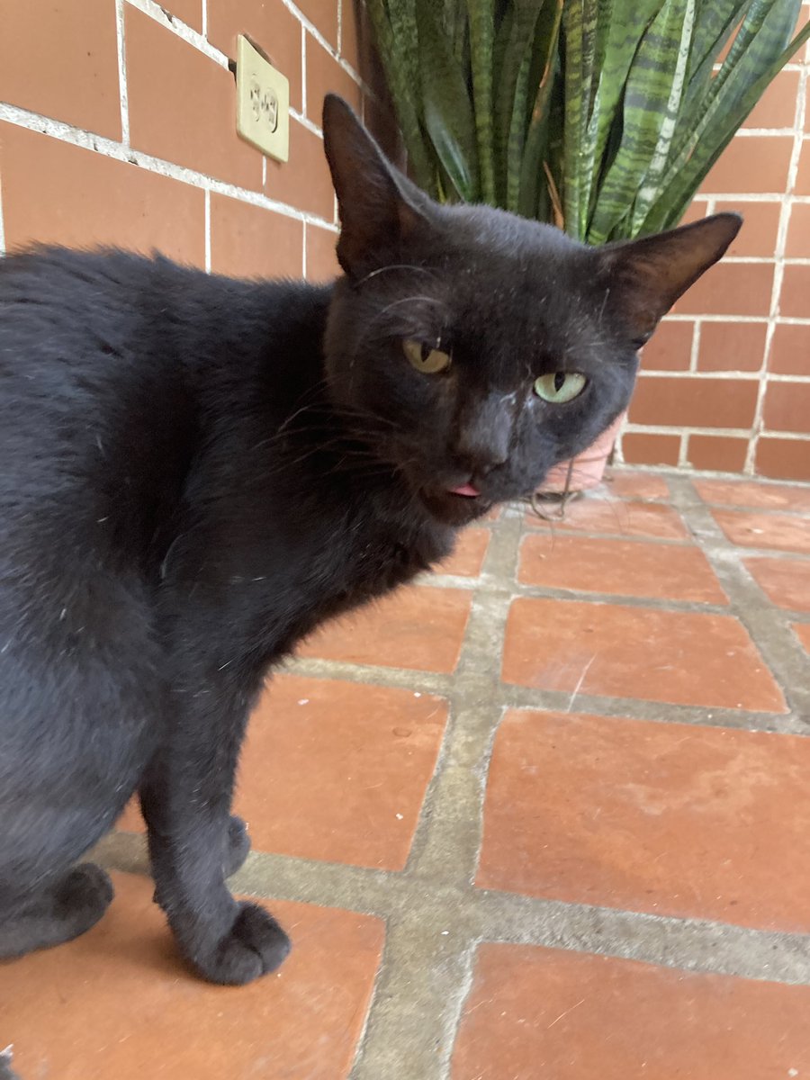 gabilanzillotti's tweet photo. Negro, vivía en el techo, lo empezamos a alimentar y se quedó. https://t.co/SzJ8CBKp2e
