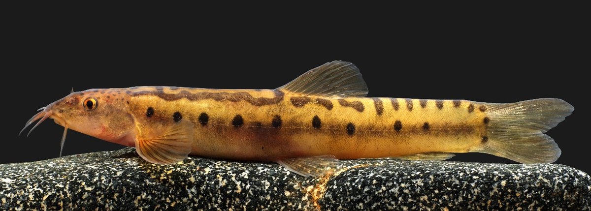 Rajeev Raghavan (@labrajeev) on Twitter photo A paper that has been two years in the making has just been accepted ! A new genus name for two enigmatic nemacheilid loaches of the #WesternGhats 
Stay tuned, fish peeps! 
#taxonomy #systematics #fish #freshwaterfish #loach A paper that has been two years in the making has just been accepted ! A new genus name for two enigmatic nemacheilid loaches of the #WesternGhats 
Stay tuned, fish peeps! 
#taxonomy #systematics #fish #freshwaterfish #loach