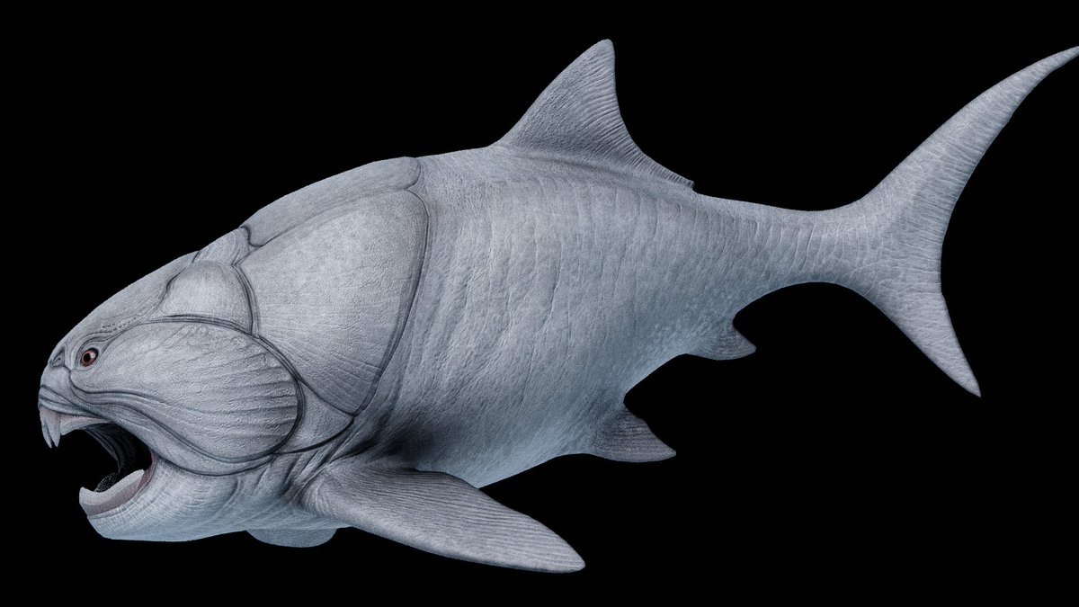 ScorchingKami's tweet photo. Releasing my Dunkleosteus Asset pack soon! #paleoart https://t.co/pOA7FUvTGi