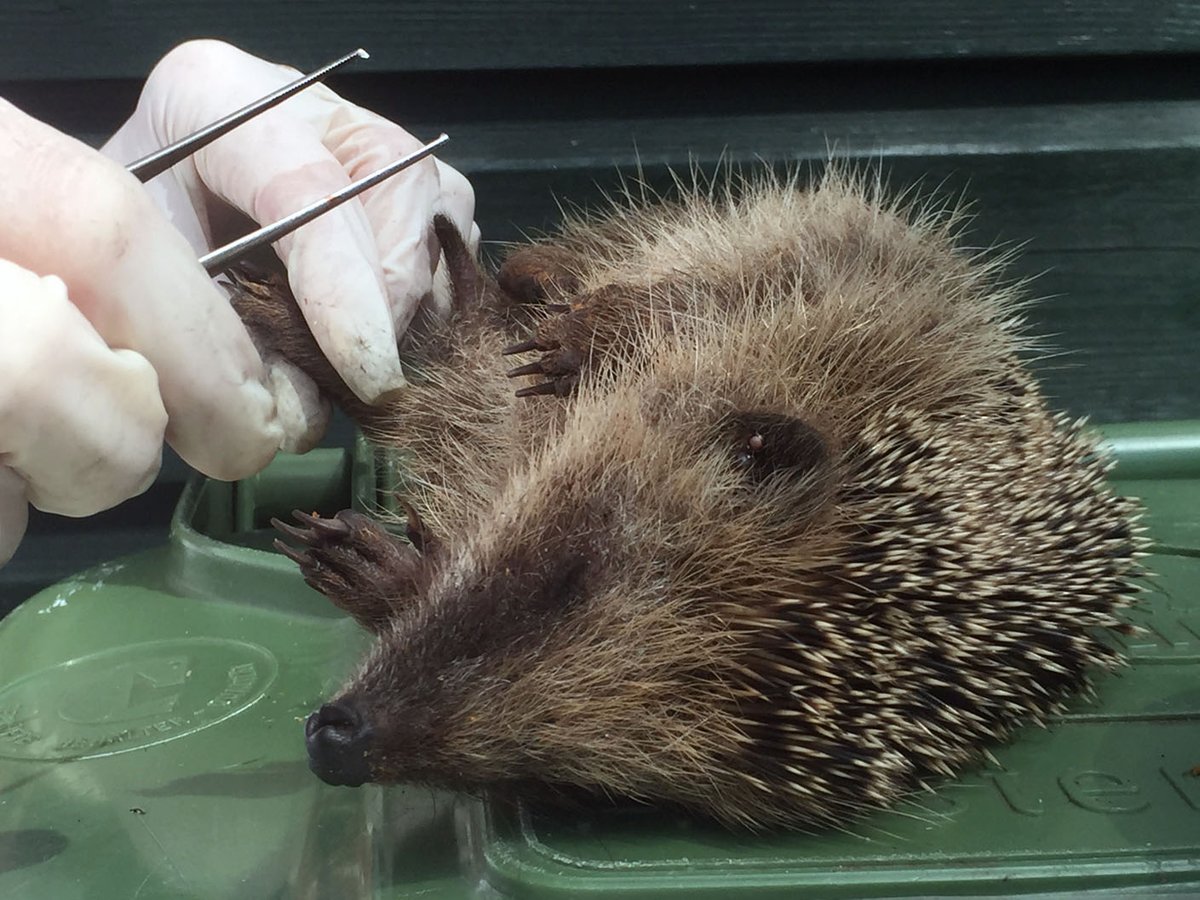 In het Vakblad Dierenhulpverlening vertelt Xandra Asselbergs, oprichter van <a href="/wildopvangNL/">Wildopvang.nl</a>, over de ontwikkeling van een kennisbank voor wildopvangcentra. Lees het hier: tinyurl.com/af22edx2