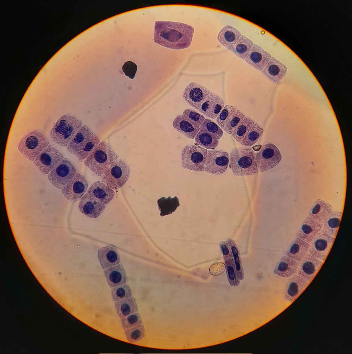 Jose MartinezPardo (RSciTech) tweet media