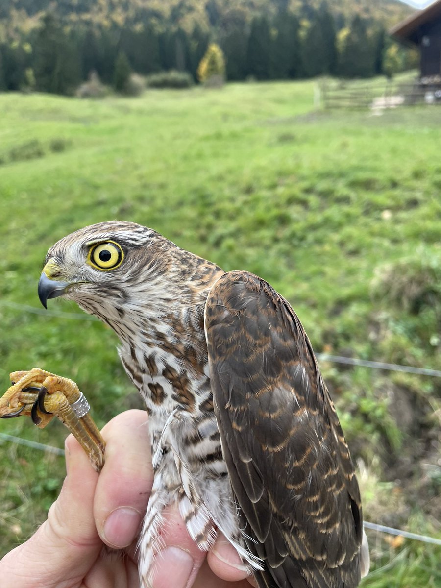 Diese Woche auf der Beringungsstation Subigerberg das Naturwunder Vogelzug hautnah erlebt. 
Heute haben wir diesen jungen Sperber (m) beringt. 
#BirdLifeSolothurn #Subigerberg