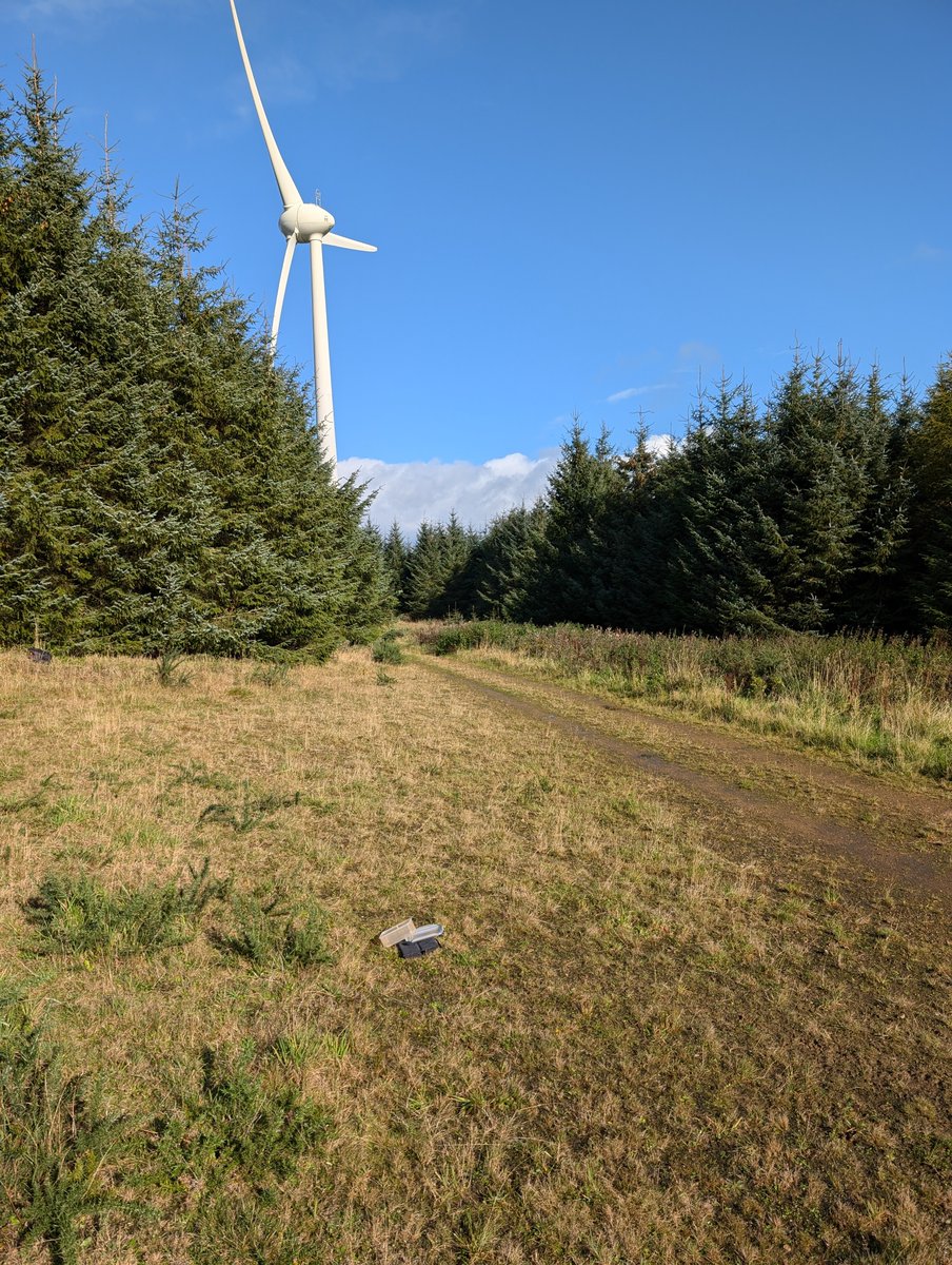 1DavidElston's tweet photo. Surprised to find a healthy population of annual knawel along this track at Hill of Ardgrain, near Elllon, today. Only one other North Aberdeenshire record since the 1990s. Is one of wind turbine, forestry or arable field access the primary cause of the knawel's presence? https://t.co/fqbZA2xJ8X