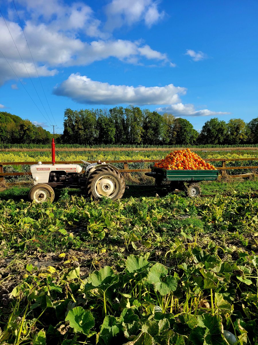 Hauling #organic pumpkins under cover before tonight's frost forecast.