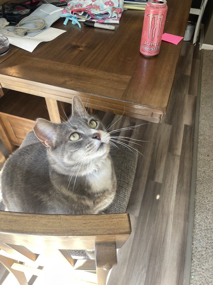 Sylveistar's tweet photo. For anyone who heard me talk about my baby boy on stream today, here he is https://t.co/TIhaADGeVK