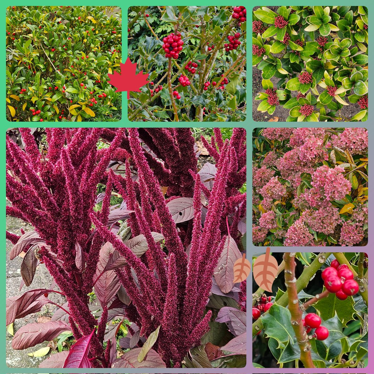 AnitaPeeters's tweet photo. #fot_O_ktober #herfstrood #fotochalkenge #fotoopdracht @jolandabrwr vanmiddag speciaal op zoek gegaan naar #herfstrood en toen zag ik best wel veel #rood β
οΈππ mooi #rood is niet lelijk #donderdag #moederdag π«Ά lekker naar buiten geweest met #mama π volgende wk wordt ze 94! https://t.co/feYNT9b0md
