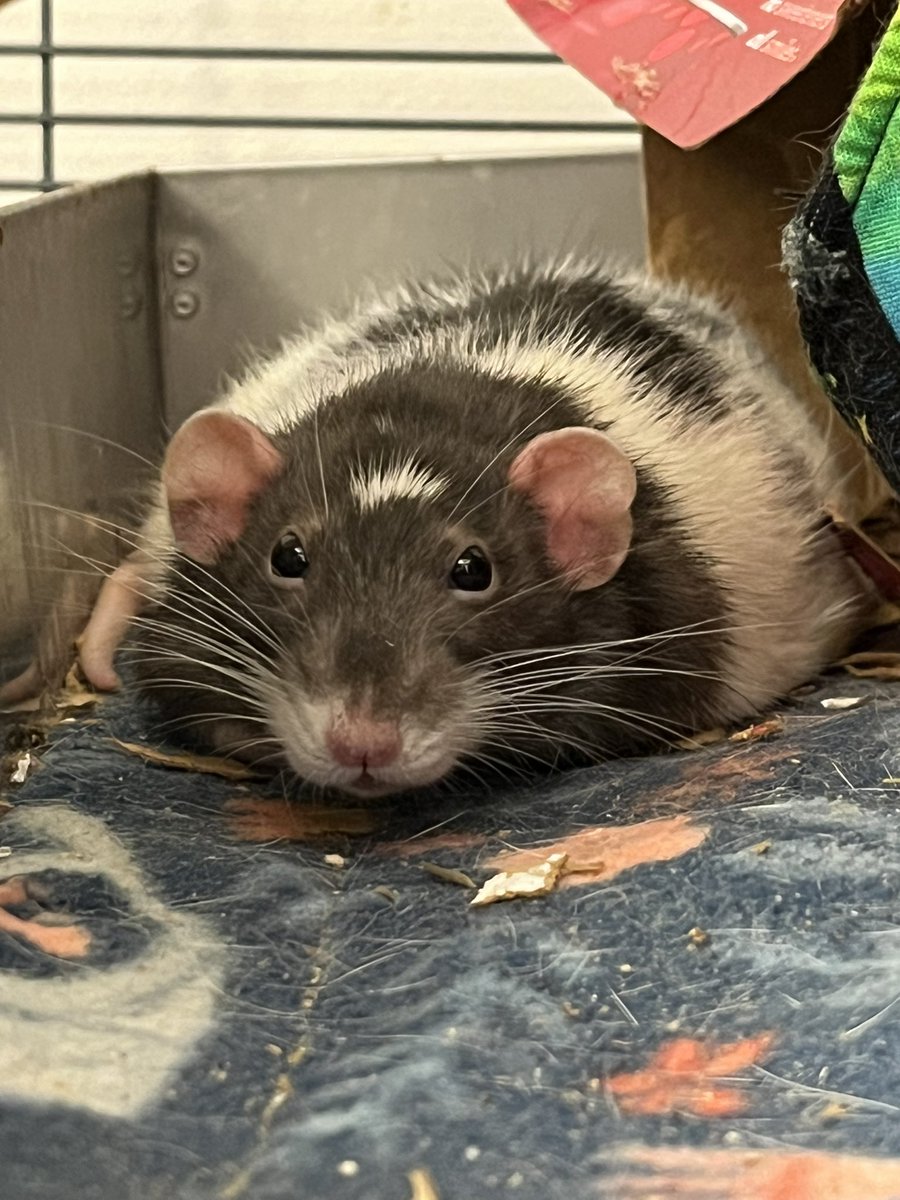 Bthan69's tweet photo. @RatsPicnic I believe your rat may be living a double life as my rat Truffle https://t.co/olAT0uZjnN