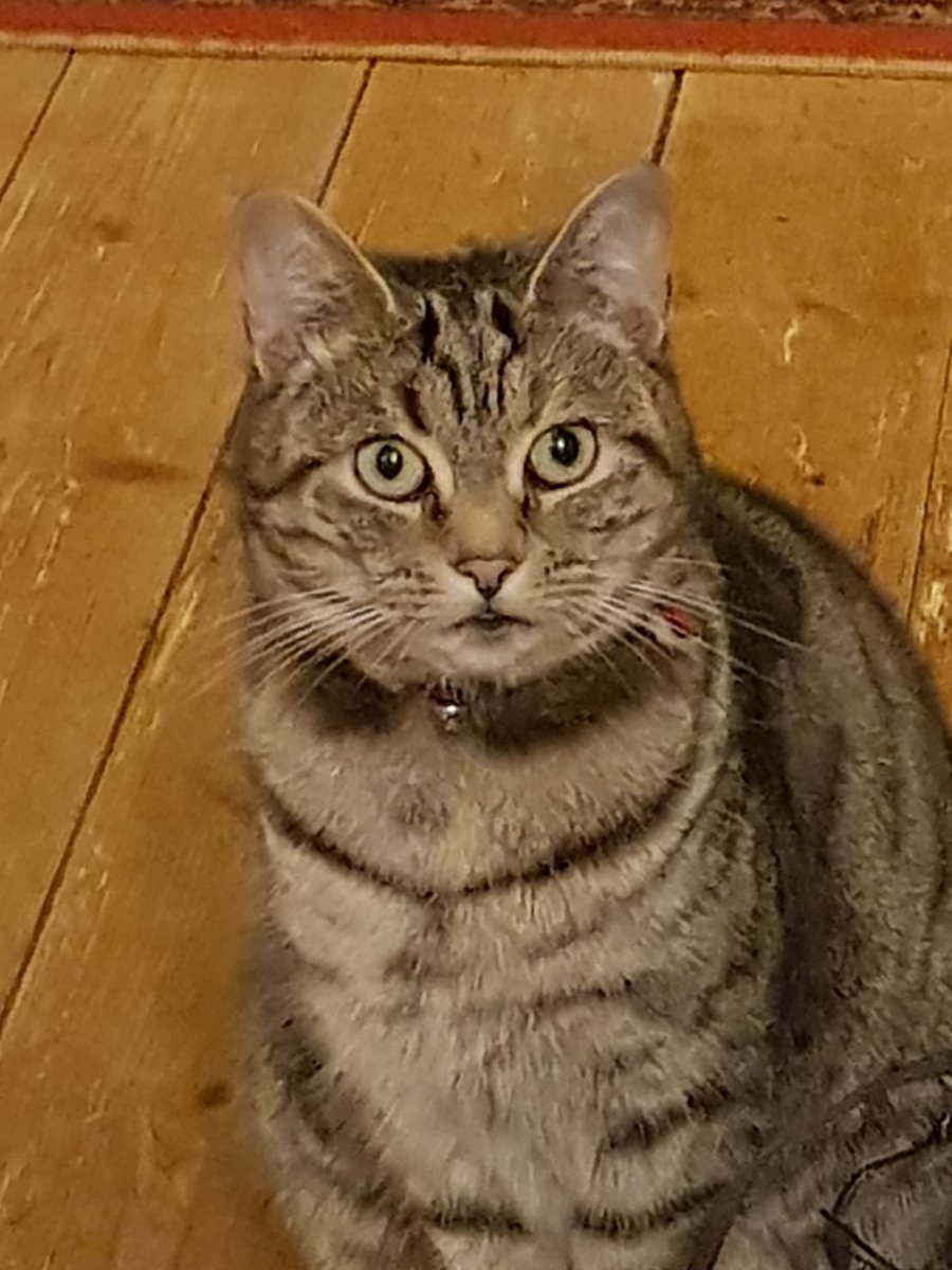 3, #InDesign free #script #XStrings

Probably one of our oldest scripts, still very popular.

A free script that allows you to create multi find / change sets and run java scripts in sequence.
kerntiff.co.uk/free-stuff/xch…

And here is our cat :-)