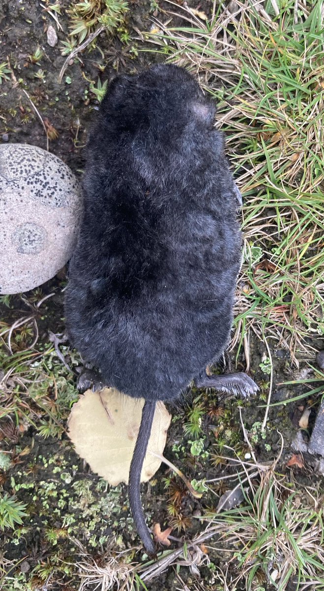 Simon Pinder tweet media